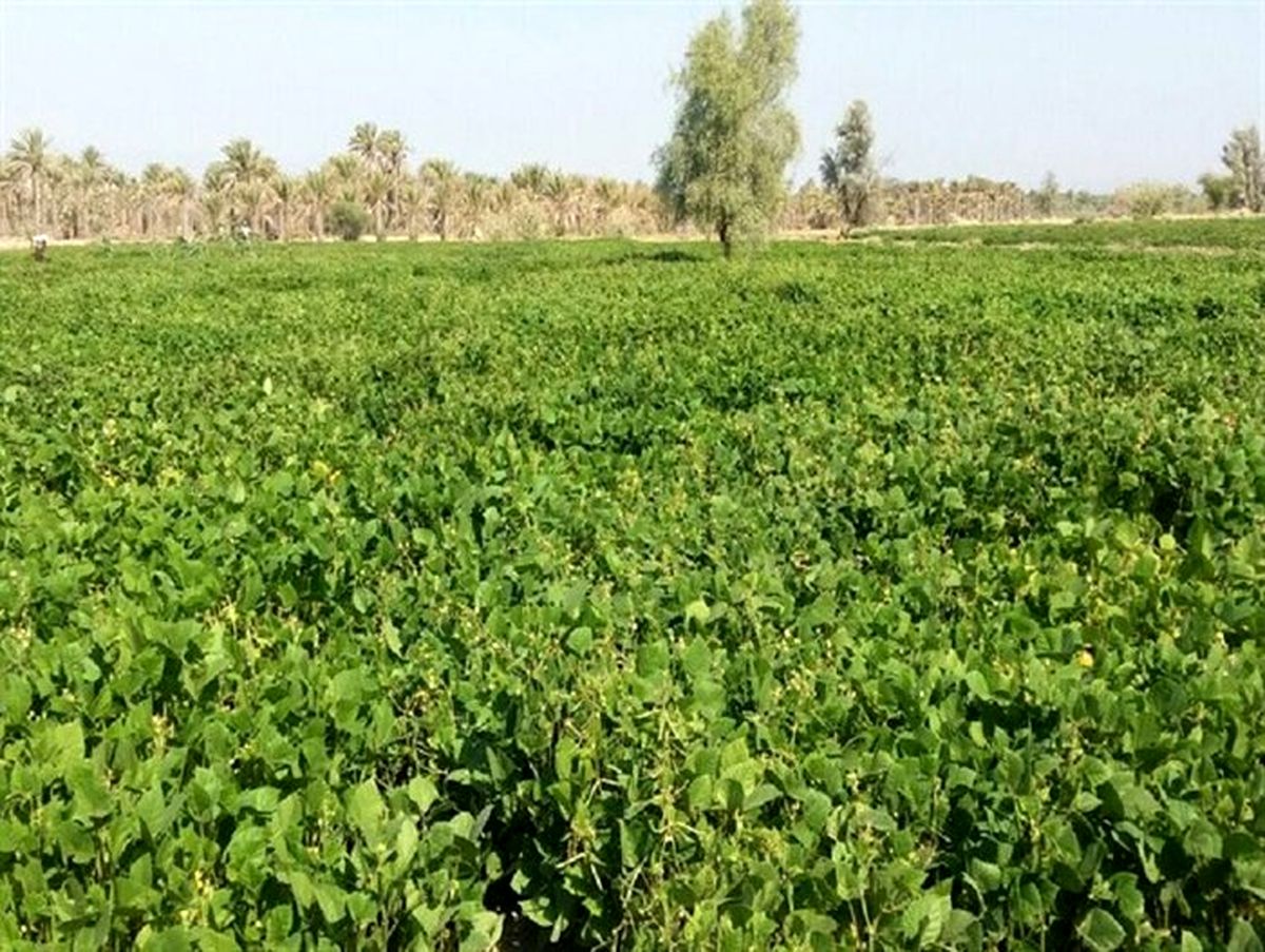 حاصلخیزی خاک در حمیدیه با کشت ماش
