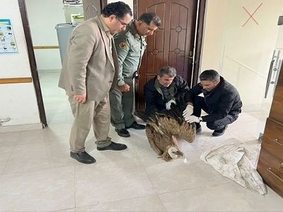 تیمارداری ۴۰ پرنده وحشی در آستارا

