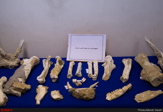 رونمایی از فسیل های هفت میلون ساله