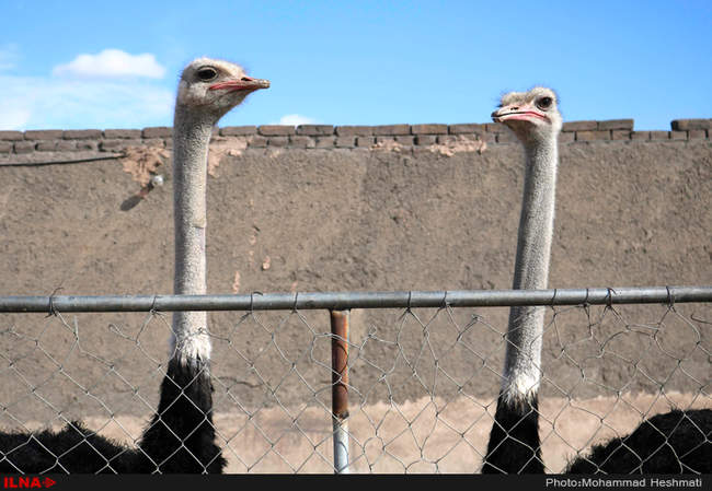 پرورش شترمرغ در سبزوار‎