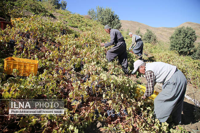 برداشت انور طلای سیاه در کردستان روستای پایگلان 