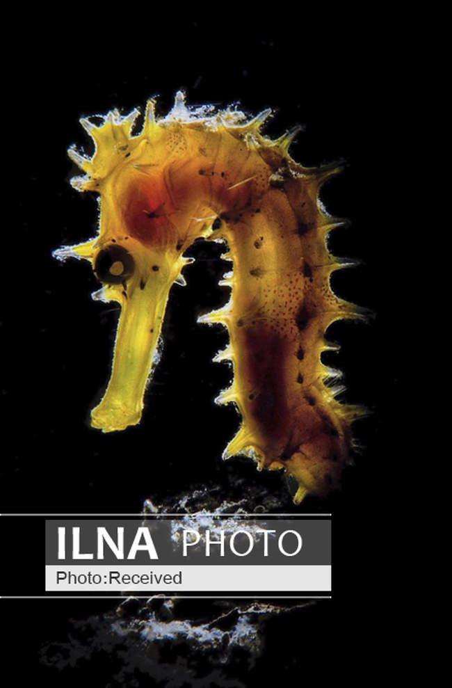 عجایب دنیای زیر آب