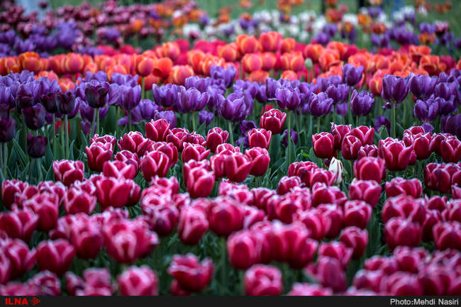 گلهای بهاری