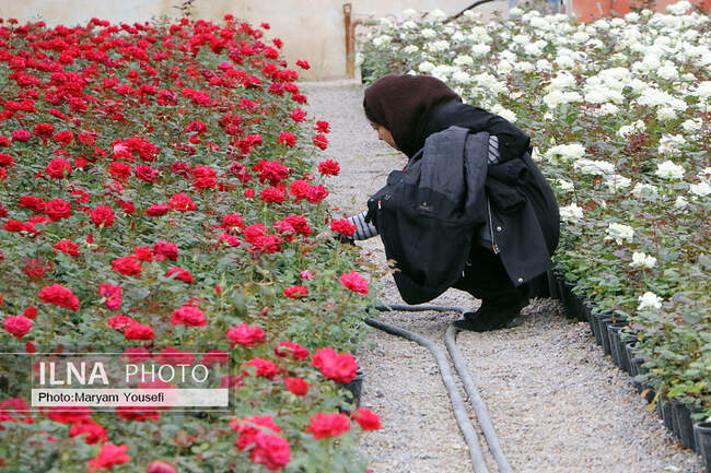 دهکده رزهای هلندی در صوفیان 