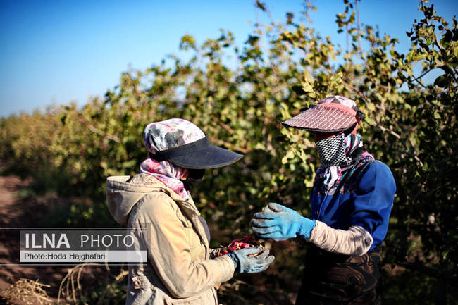 برداشت پسته از باغات نیشابور