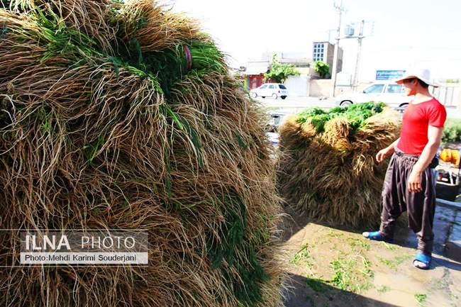 کشت و کار در بیشه ناژوان اصفهان