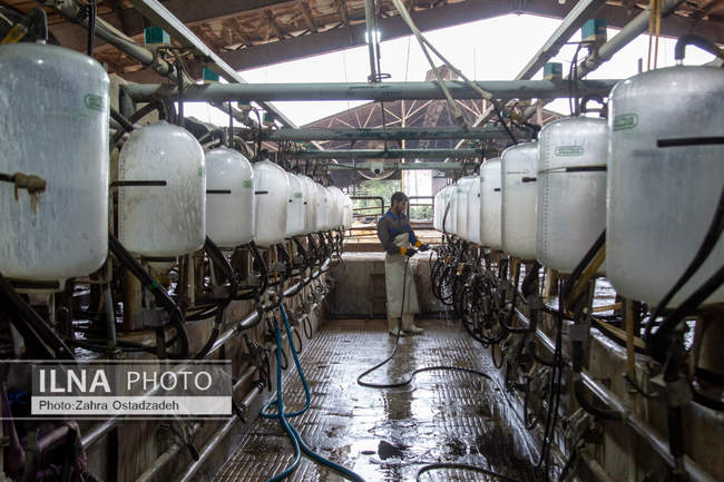 بزرگترین واحد پرورش گاو شیری شمال کشور