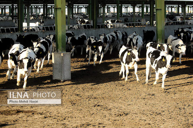 امنیت غذایی کشور از طریق دام و طیور