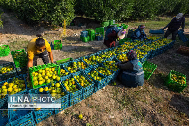 برداشت نارنگی از باغات هاشم‌آباد گرگان