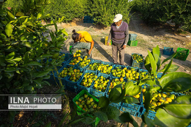 برداشت نارنگی از باغات هاشم‌آباد گرگان