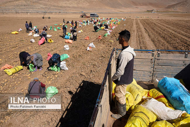 اشتغالزایی در مزارع کشاورزی سیب زمینی فیروزکوه
