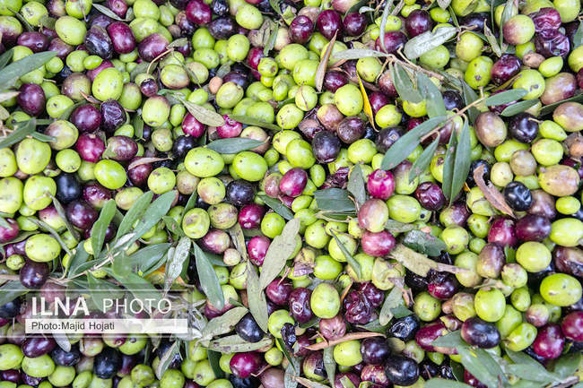 اشتغال زنان سرپرست خانواردر باغ زیتون حاجیکلاته