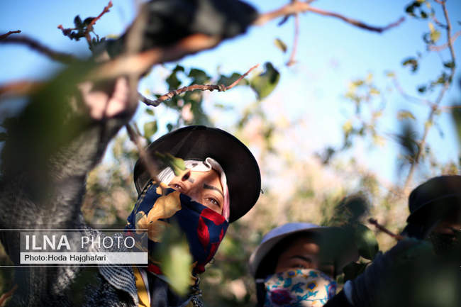 برداشت پسته از باغات نیشابور