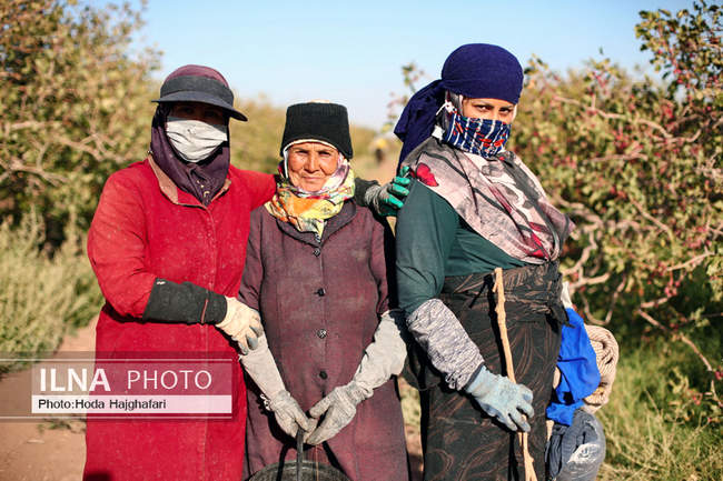 برداشت پسته از باغات نیشابور