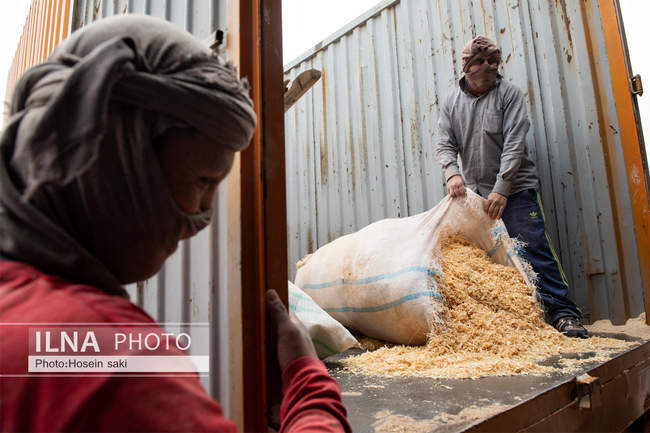 خودکفایی در تولید شیر با تلیسه نمونه