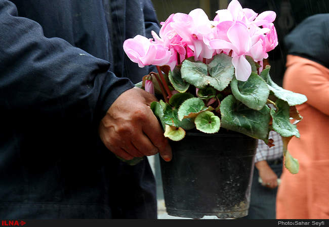 بازار گل و گیاه تهران در آستانه نوروز