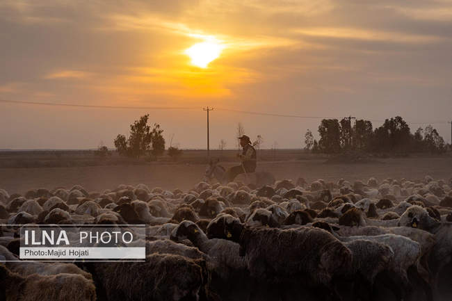 مزرعه دامپروری چپرقویمه، در مسیر محرومیت زدایی