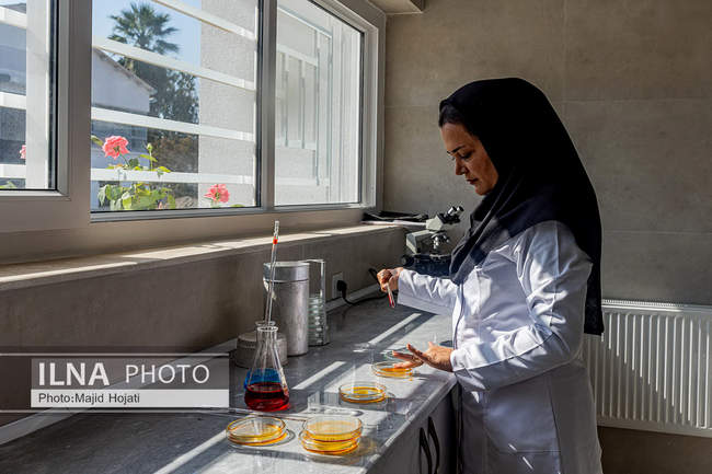 از مزرعه تا صنایع تبدیلی