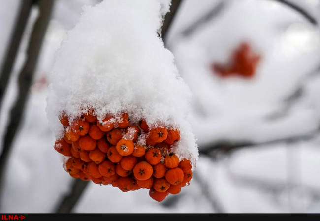 بارش برف زود هنگام در سراسر جهان