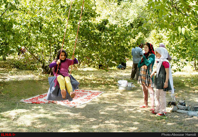 برداشت فندق در رودبار گیلان