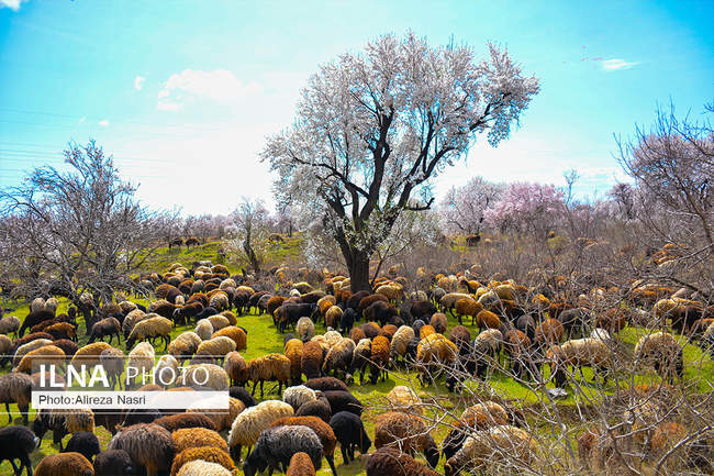بهار کرونایی از راه رسید