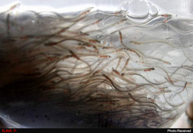 قاچاق حیوانات