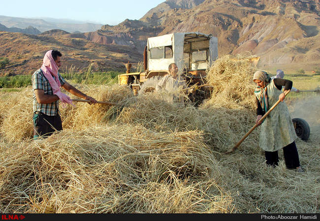 آخرین برداشت خوشه های طلایی برنج در 