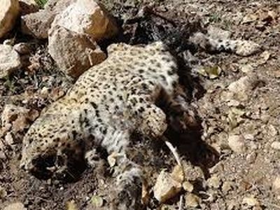 جزییات تلف شدن پلنگ در ساری اعلام شد