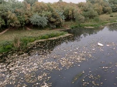 از نماد شادابی تا تهدید بهداشت؛ سرنوشت تلخ رودخانه دز در شهر حُر از توابع شوش
