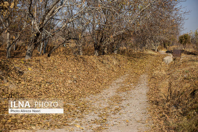 باغستان سنتی؛ میراث کهن مردم قزوین 