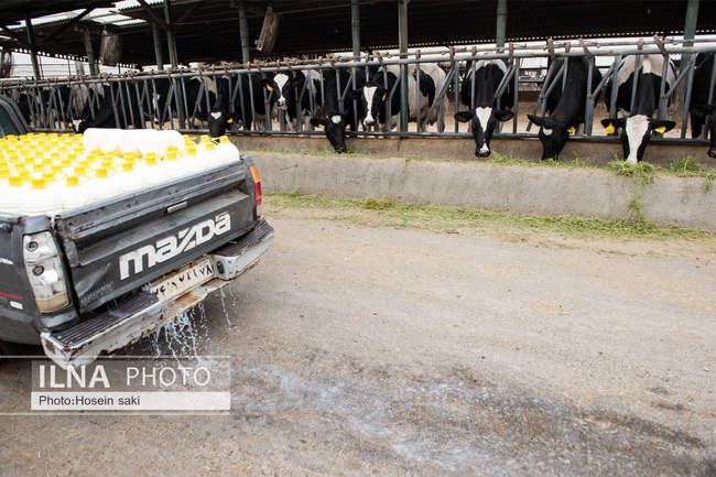 خودکفایی در تولید شیر با تلیسه نمونه