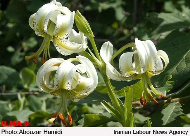 «سوسن چلچراغ»