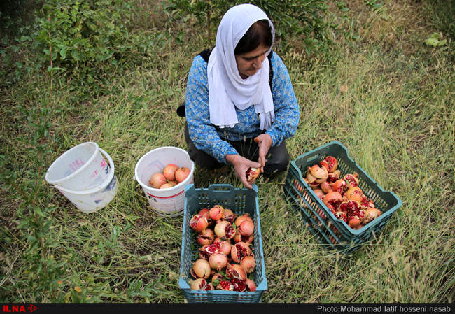 برداشت یاقوت های سرخ از باغات هورامان