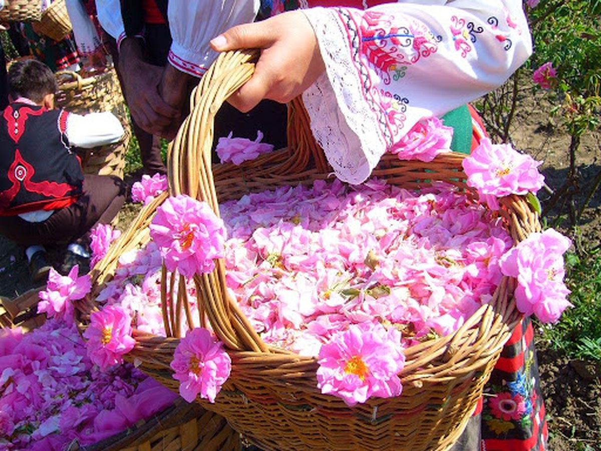 ضرورت فراوری و ایجاد ارزش افزوده در گیاهان دارویی/خام‌ فروشی آفت جدی حوزه گیاهان دارویی است