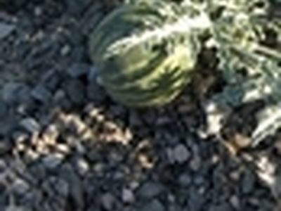 مصرف خودسرانه هندوانه ابوجهل موجب خونریزی شدید گوارشی در دیابتی‌ها می‌شود