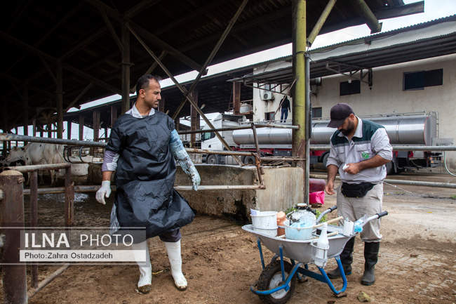 بزرگترین واحد پرورش گاو شیری شمال کشور