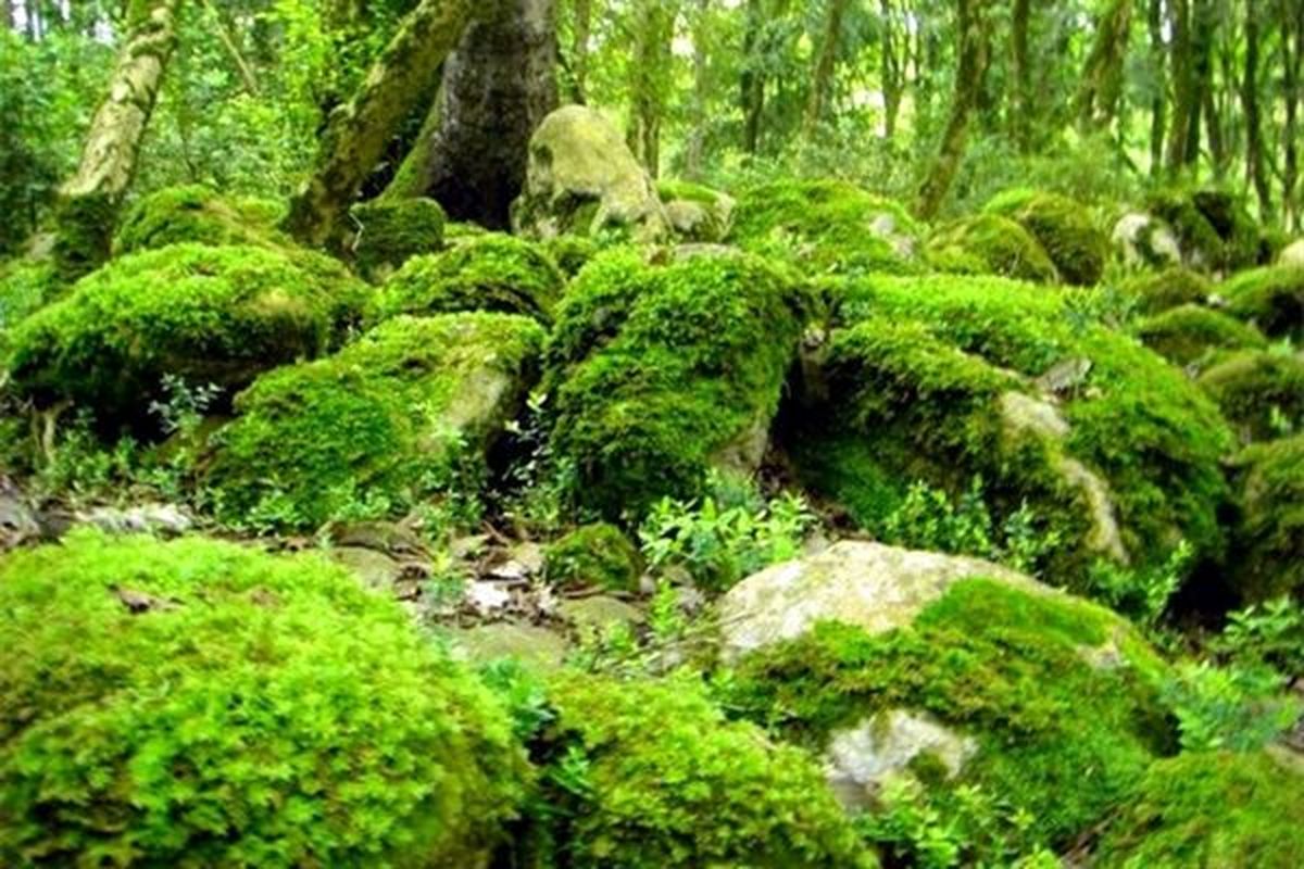 لزوم صیانت از جنگل ها و مراتع در راستای حفظ و سلامت محیط زیست 