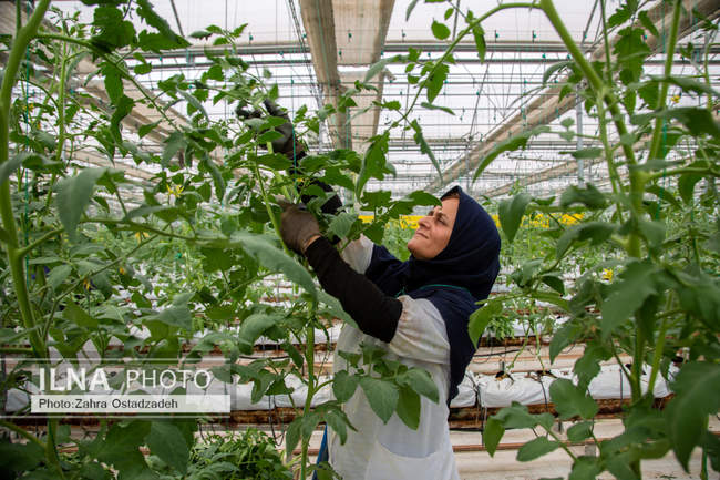 دشت ناز بزرگترین واحد کشت و صنعت مدرن در شمال کشور 