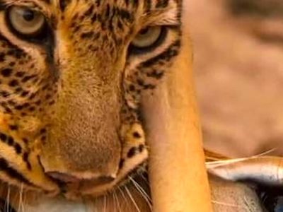 لحظه بی‌نظیر از شکار پلنگ + فیلم