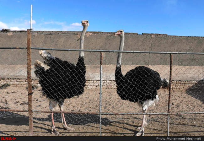 پرورش شترمرغ در سبزوار‎