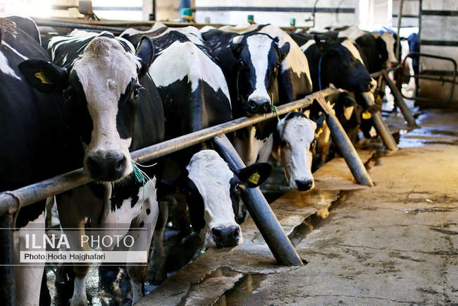 تولید در مسیر پیشرفت مناطق محروم
