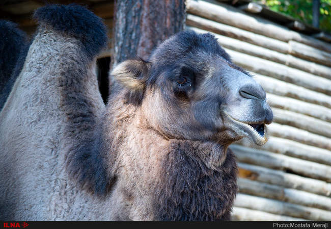 باغ وحش تفلیس از دریچه دوربین