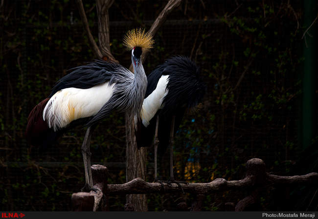 باغ پرندگان اصفهان