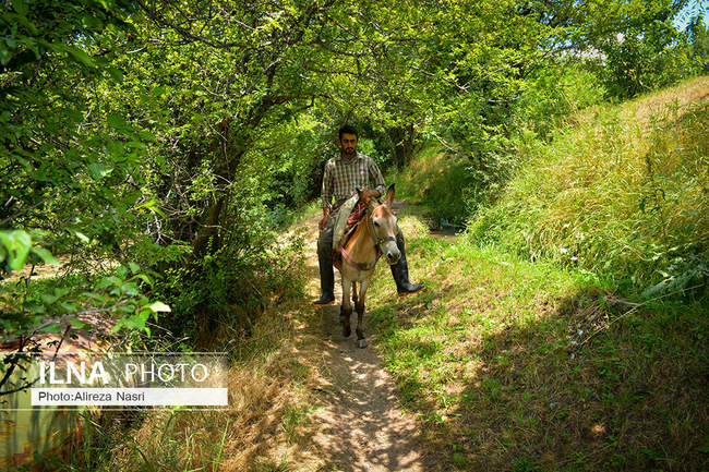 برداشت آلبالو و گیلاس روستای اِزگِنین سفلی در قزوین