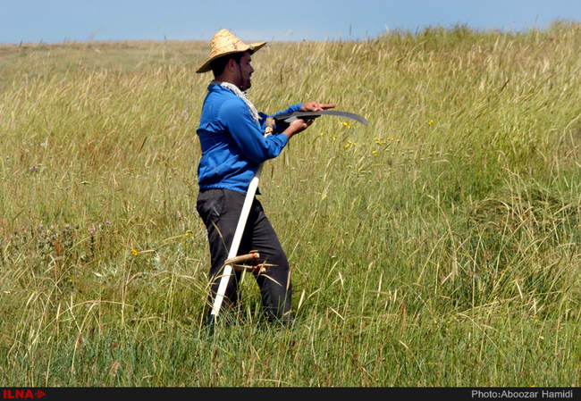 برداشت علوفه زمستانه دام از مراتع شهرستان رودبار 