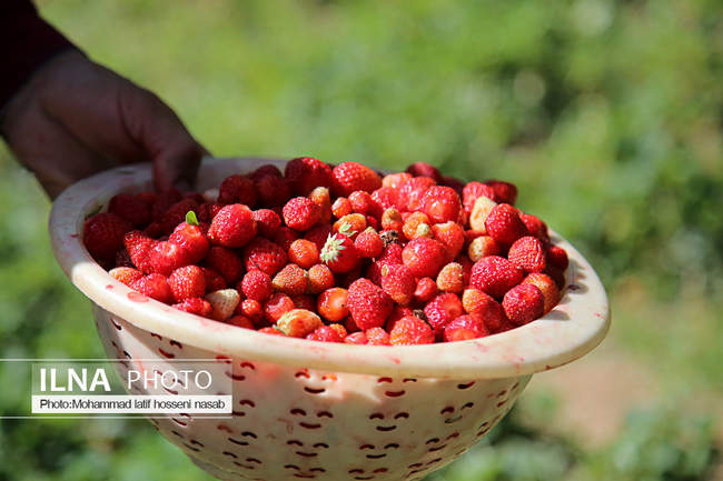 برداشت توت فرنگی در کردستان