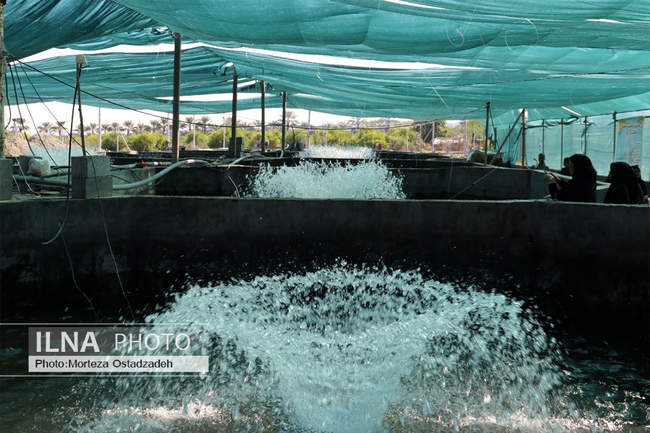 بازدید خبرنگاران هرمزگان از پروژه های شاخص کشاورزی شهرستان رودان 