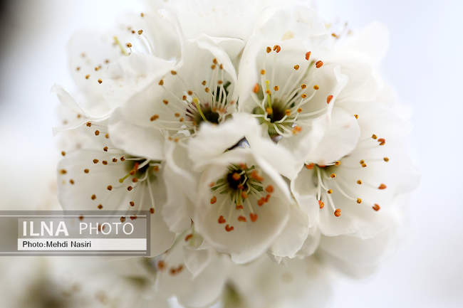  شکوفه‌های بهاری