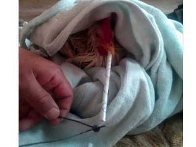 ماجرای مرغ تریاکی چیست؟/ واکنش مرغداران گوشتی به یک ادعا