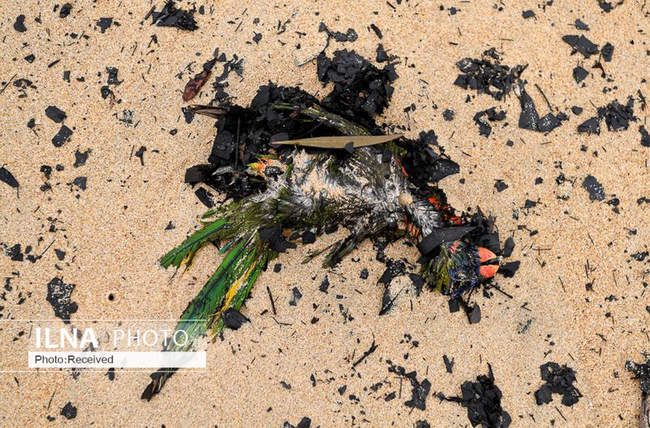 آتش سوزی گسترده در استرالیا